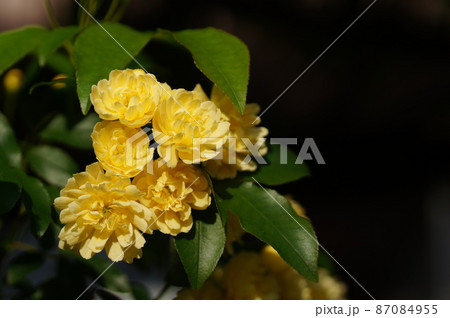 木香薔薇 87084955