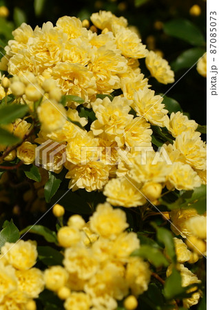 木香薔薇 87085073