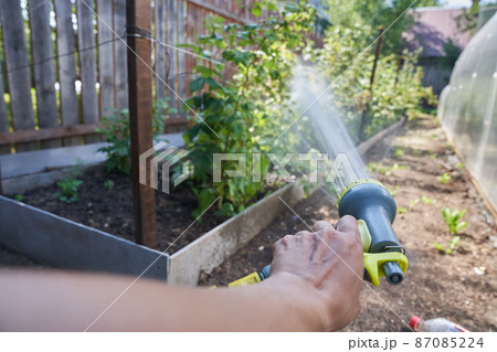 A man's hand spraying an aqueous solution on plants under pressure. Watering a raspberry bush in the garden. Gardening concept. High quality 4k footage 87085224