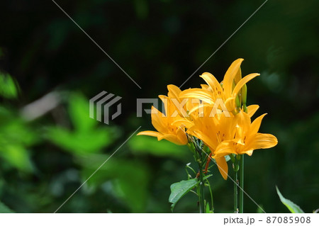 月の光に浮び咲く 87085908