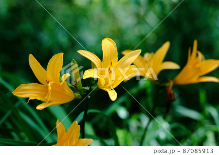 月の光に浮び咲く 87085913