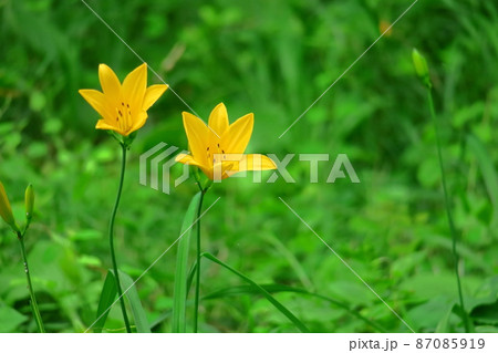 月の光に浮び咲く 月の光に浮び咲く 87085919