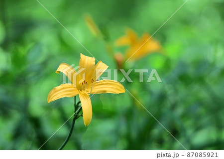 月の光に浮び咲く 87085921