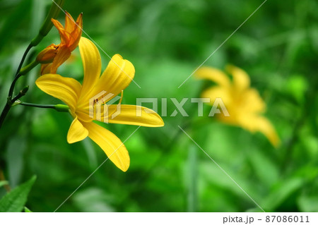 月の光に浮び咲く 月の光に浮び咲く 87086011