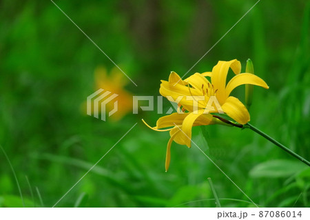 月の光に浮び咲く 87086014