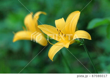 月の光に浮び咲く 87086017