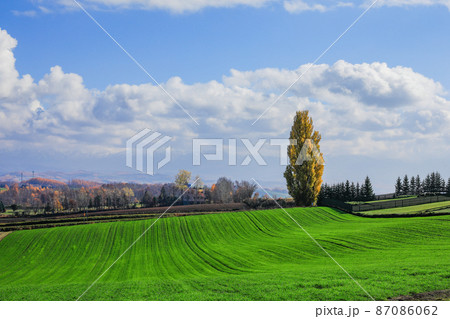 【北海道美瑛町】黄葉の丘と青空 87086062