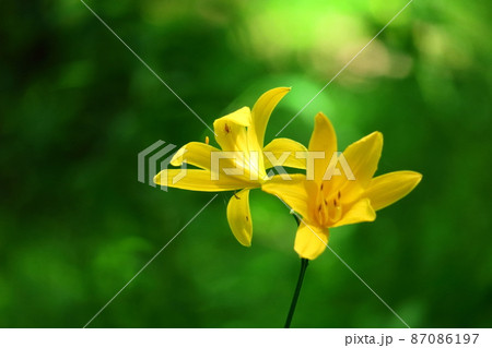 月の光に浮び咲く 87086197