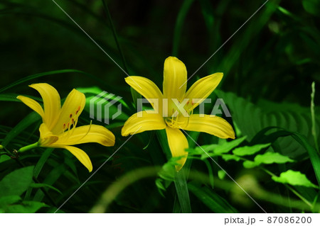 月の光に浮び咲く 87086200