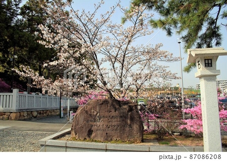 廣田神社のコバノミツバツツジ群落 廣田神社のコバノミツバツツジ群落 87086208