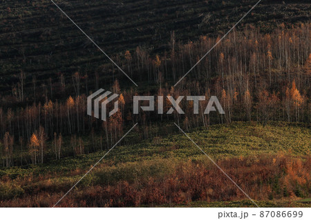 【北海道美瑛町】最終盤の黄葉 87086699