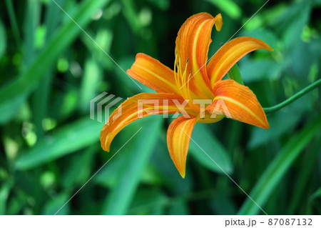 恋忘れ草 87087132