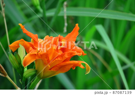 恋忘れ草 恋忘れ草 87087139