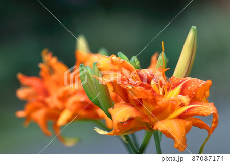 恋忘れ草 恋忘れ草 87087174