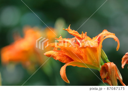 恋忘れ草 87087175