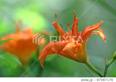 恋忘れ草 恋忘れ草 87087176