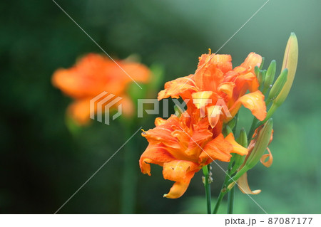 恋忘れ草 87087177