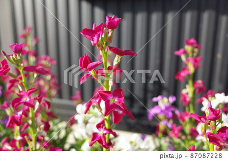 ストック 87087228