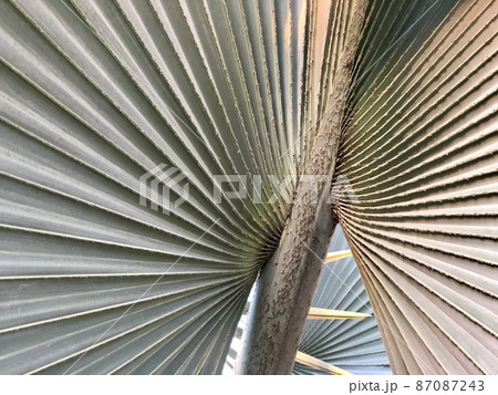 Bismarchia nobilis, Blue palm Widely used in landscaping With shades of blue and star-shaped leaves with many tips 87087243