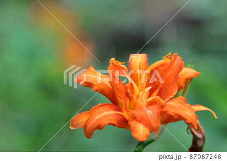 恋忘れ草 恋忘れ草 87087248