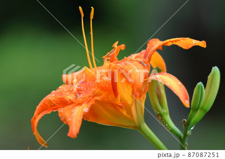 恋忘れ草 87087251