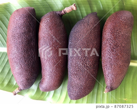 Fruit of the Jatoba tree, Hymenaea courbaril, under a banana leaf background. This fruit is widely used in folk medicine and the wood from this tree is one of the most valuable Fruit of the Jatoba tree, Hymenaea courbaril, under a banana leaf background. This fruit is widely used in folk medicine and the wood from this tree is one of the most valuable 87087325