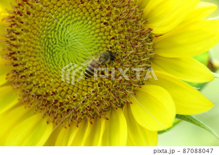 ひまわりの蜜を吸う蜜蜂 87088047