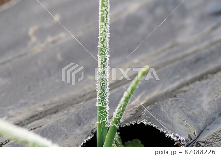 霜がついたタマネギの葉っぱ 2月 霜がついたタマネギの葉っぱ 2月 87088226