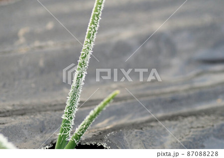 霜がついたタマネギの葉っぱ　2月 87088228