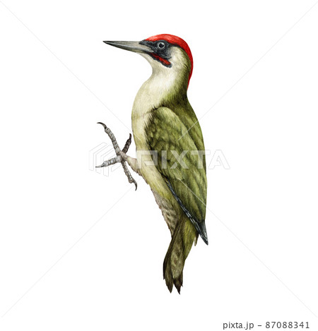 Woodpecker bird watercolor illustration. Hand drawn realistic Picus viridis wild forest bird. European green woodpecker bright avian. White background. Beautiful wildlife woodland animal 87088341