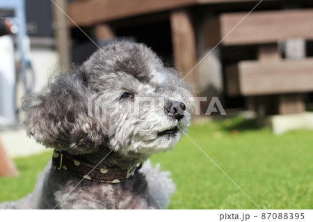 芝生の上で座っている、トイプードルの顔の表情 芝生の上で座っている、トイプードルの顔の表情 87088395