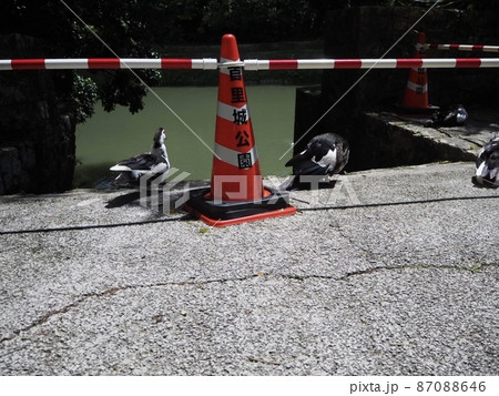 沖縄の首里公園のバリケン 沖縄の首里公園のバリケン 87088646