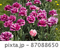 Velvet violet tulips 87088650
