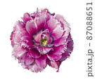 Top view of velvet violet tulip 87088651