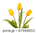 Three yellow tulips 87088652
