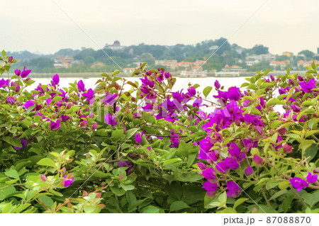 中国福建省アモイ 厦門島から望むコロンス島 / Gulangyu, Xiamen, China 87088870