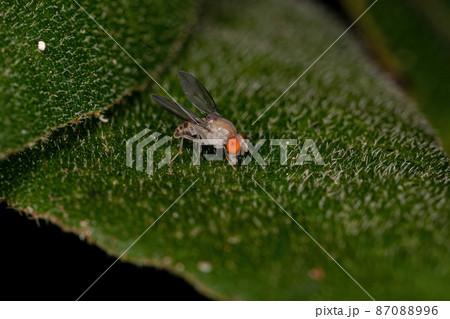 Adult Small Fruit Fly Adult Small Fruit Fly 87088996