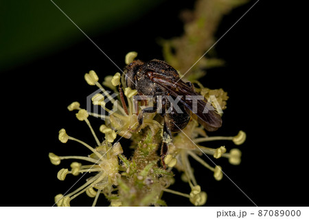 Adult Stingless Bee 87089000
