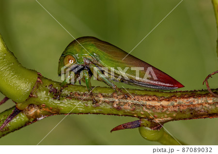 Adult Typical Treehopper 87089032