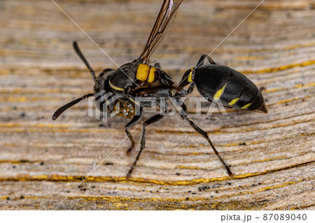 Adult Long-waisted Honey Wasp 87089040