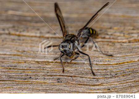 Adult Long-waisted Honey Wasp Adult Long-waisted Honey Wasp 87089041
