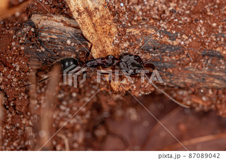 Adult Trap-jaw Ant Adult Trap-jaw Ant 87089042