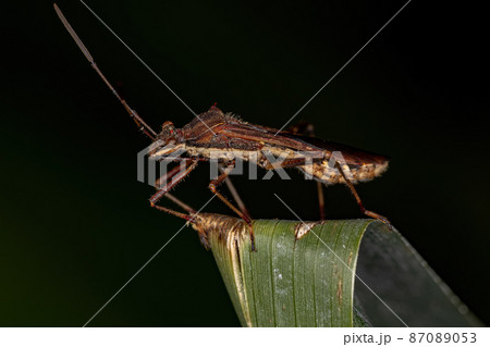 Adult Broad-headed Bug 87089053