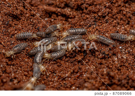 Small Higher Termites 87089066