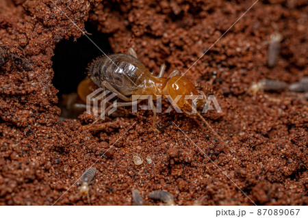 Adult Jawsnouted Termite preying on smaller termites 87089067