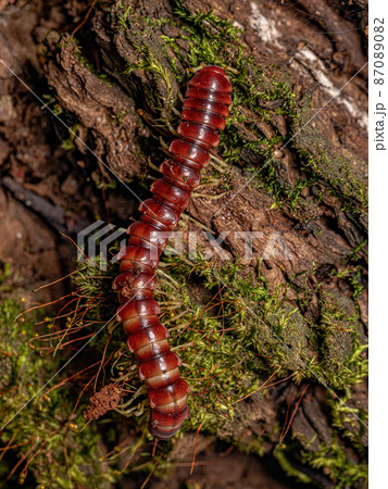 Red Flat-backed Millipede Red Flat-backed Millipede 87089082