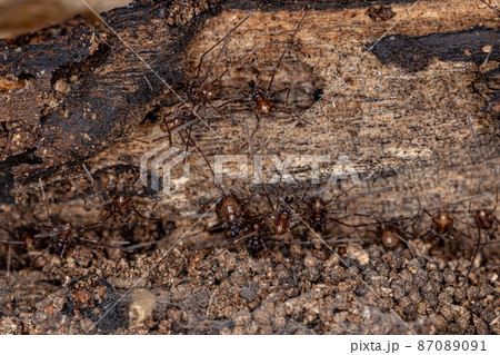 Small Juvenile Gonyleptid Harvestmen Small Juvenile Gonyleptid Harvestmen 87089091