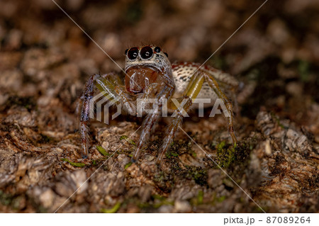 Female Adult Jumping Spider 87089264