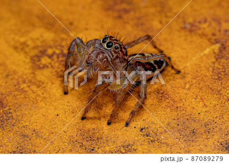 Adult Female Jumping Spider 87089279