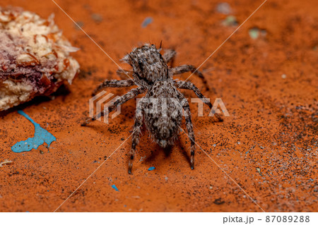 small female jumping spider small female jumping spider 87089288